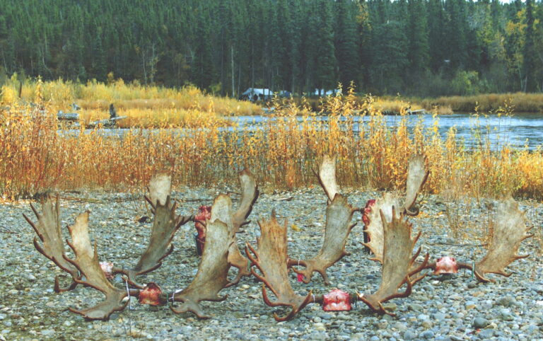 diy alaska moose hunt