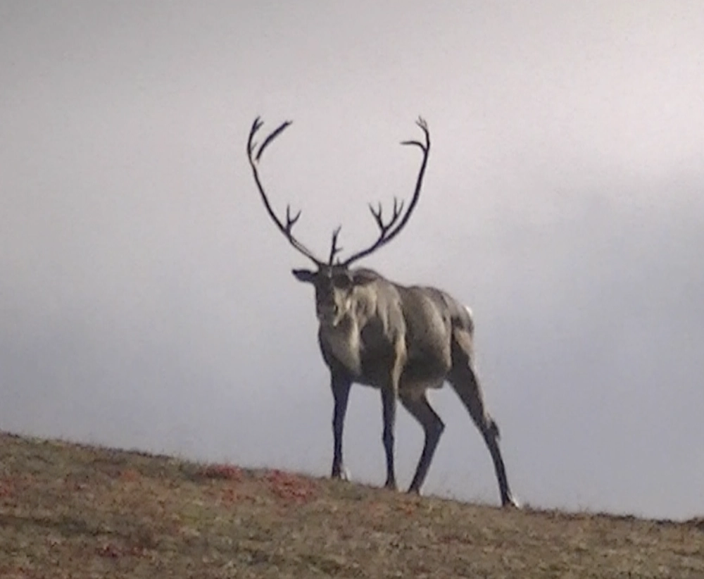 ABA Bull Caribou On Skyline