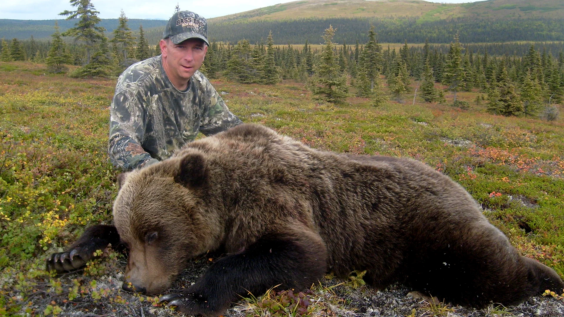 Brown Bear Slider 1920×1080