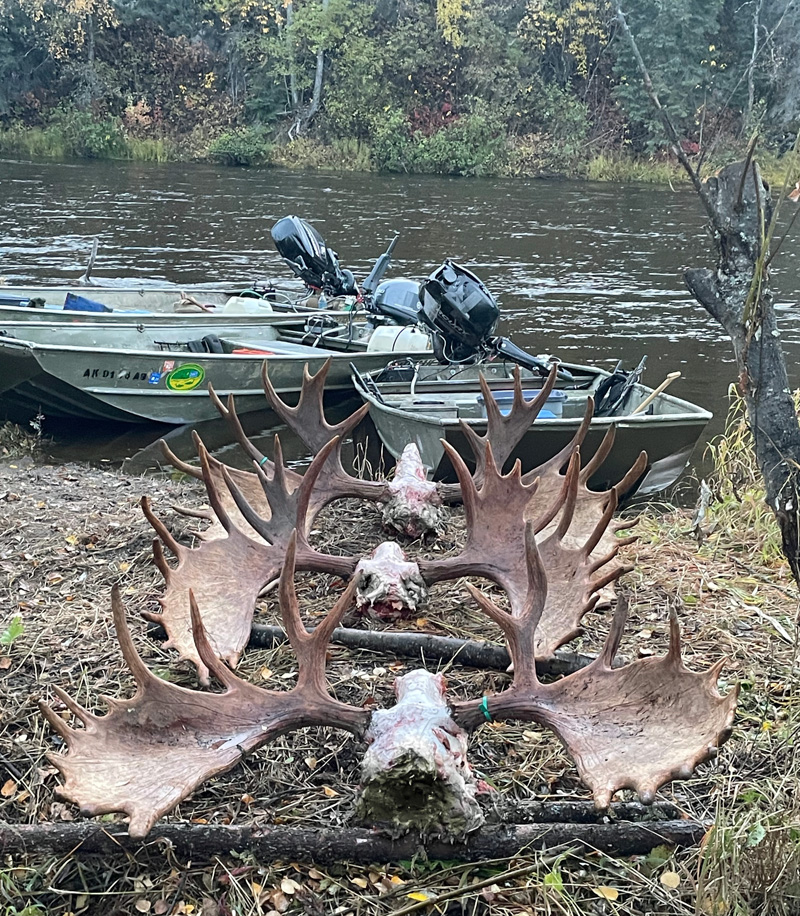 Moose Hunting Sucess Rates In Alaska